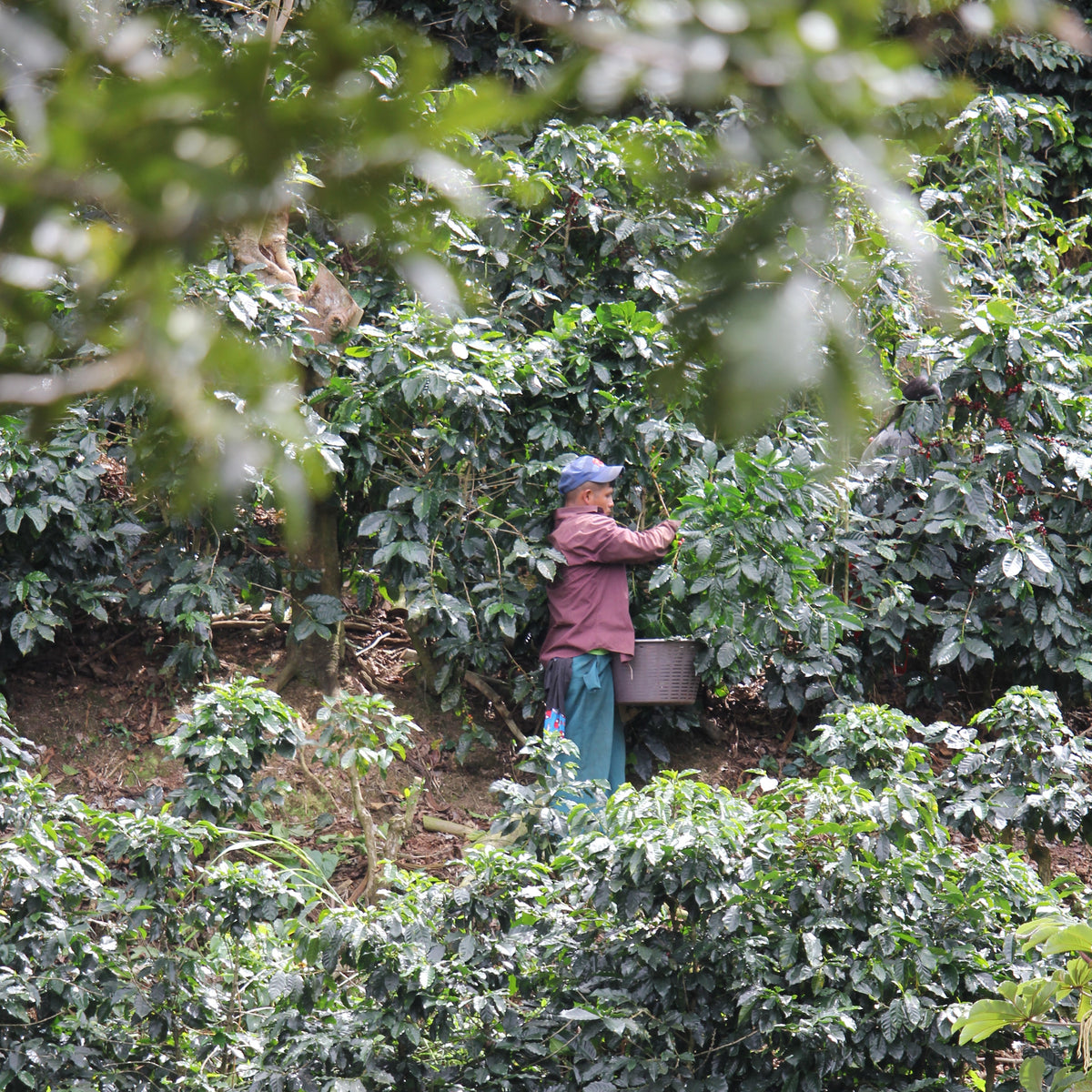 Dota, Costa Rica