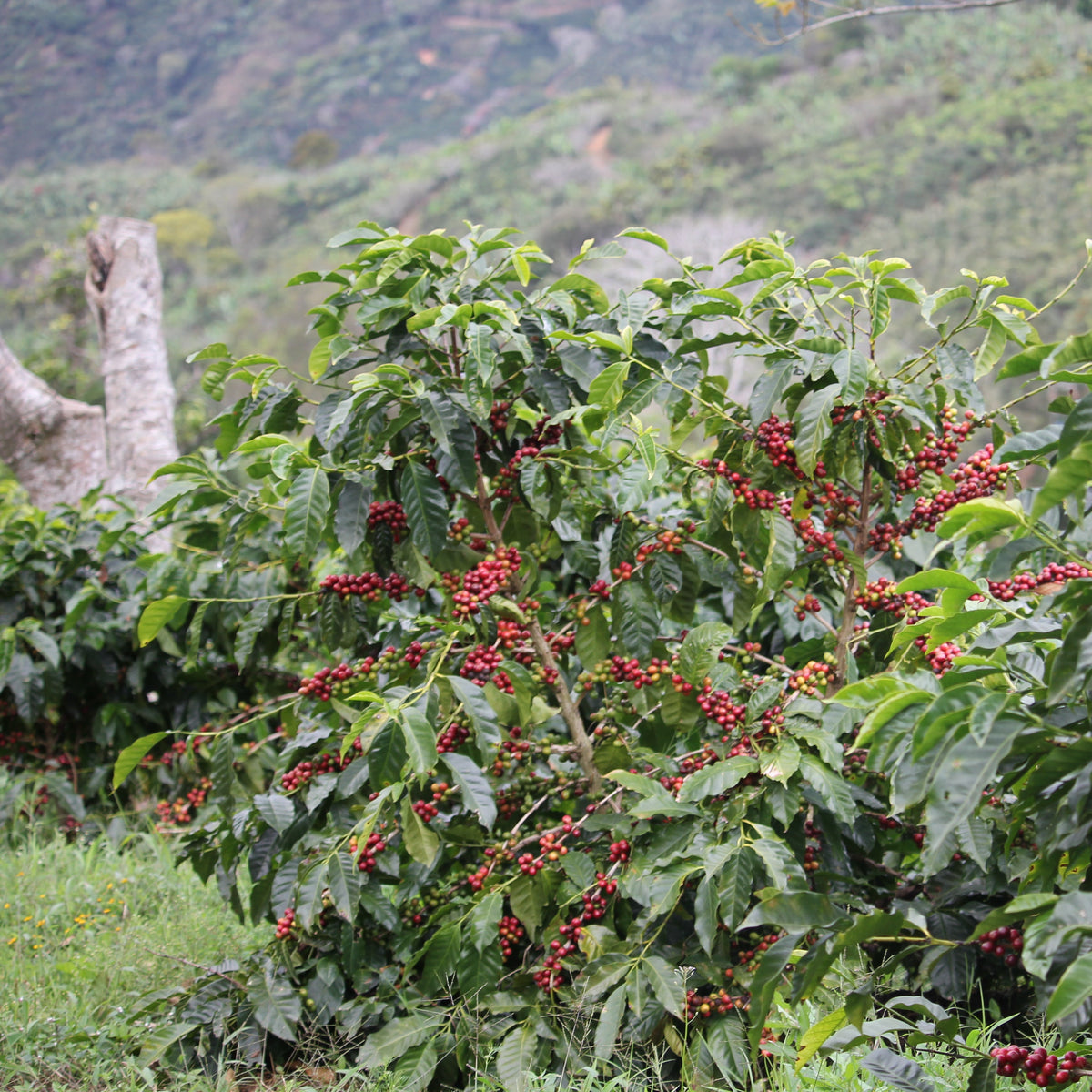 Dota Dark, Costa Rica