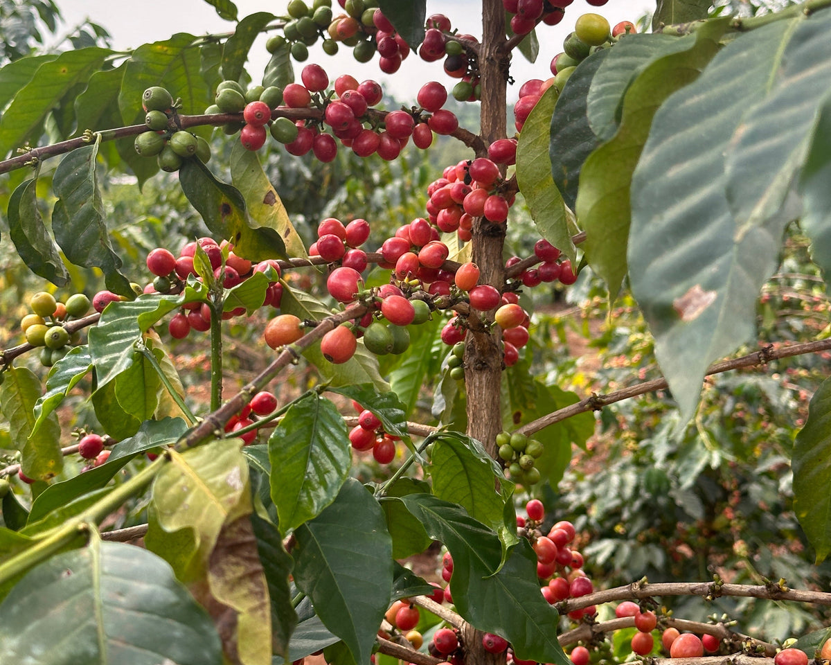 Coffee berries on a tree branch with green leaves