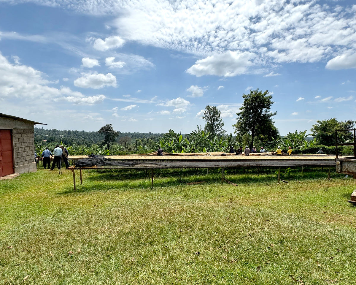 Mamuto farm drying bed