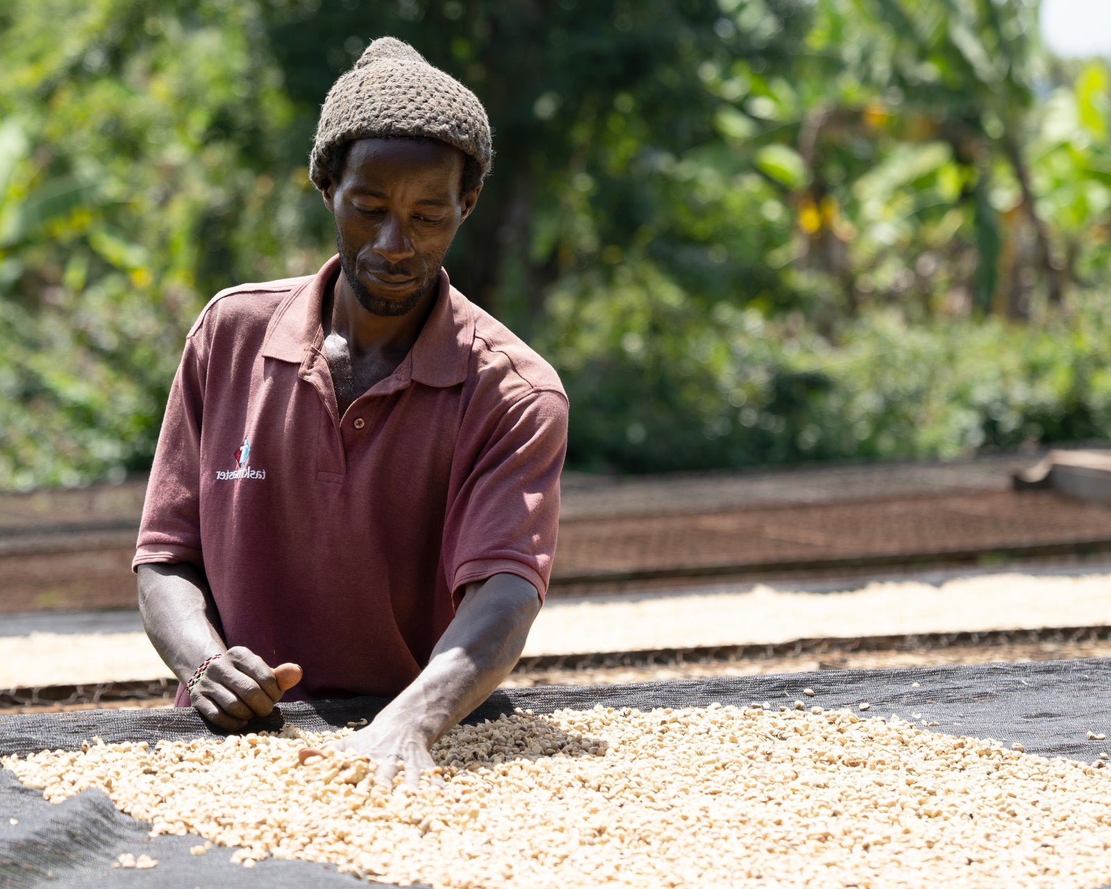 Mamuto farm worker at the drying bed