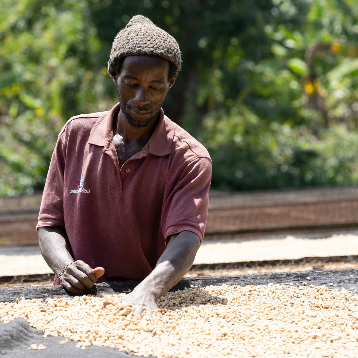 Mamuto Peaberry, Kenya